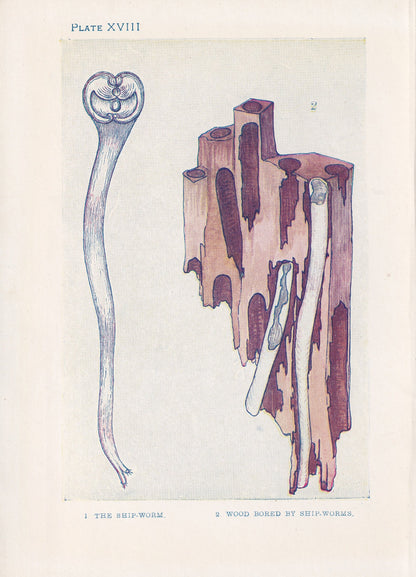 1907 SEA WORMS Print - Original Antique Marine Print - Sea Life Print - Sea Life Print - 116 Years Old - 6.15 x 4.25 Inches