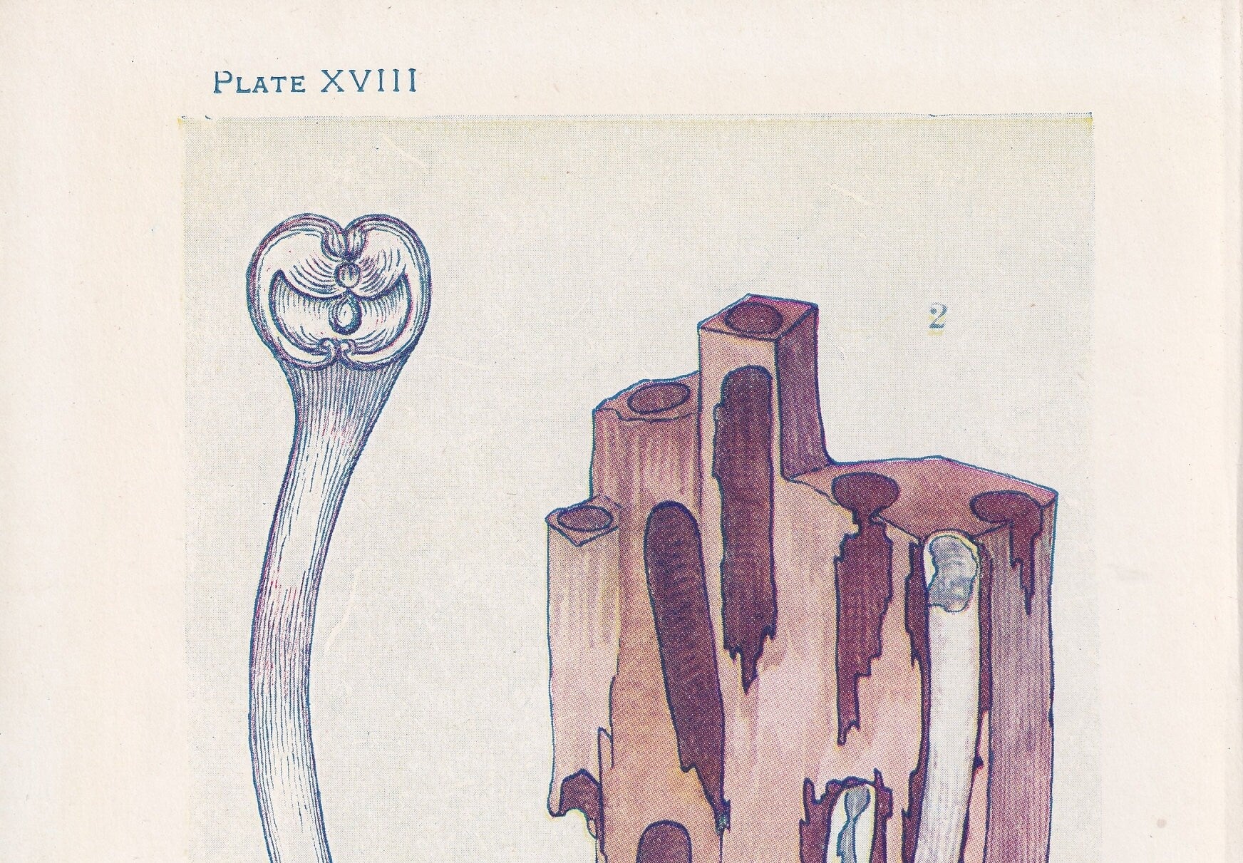 1907 SEA WORMS Print - Original Antique Marine Print - Sea Life Print - Sea Life Print - 116 Years Old - 6.15 x 4.25 Inches