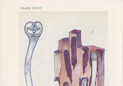 1907 SEA WORMS Print - Original Antique Marine Print - Sea Life Print - Sea Life Print - 116 Years Old - 6.15 x 4.25 Inches