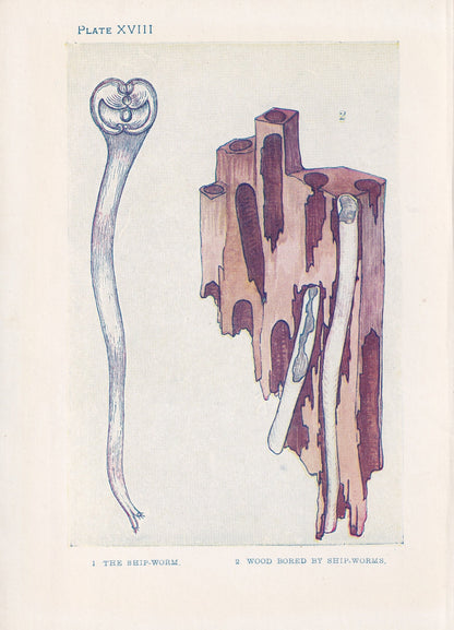 1907 SEA WORMS Print - Original Antique Marine Print - Sea Life Print - Sea Life Print - 116 Years Old - 6.15 x 4.25 Inches