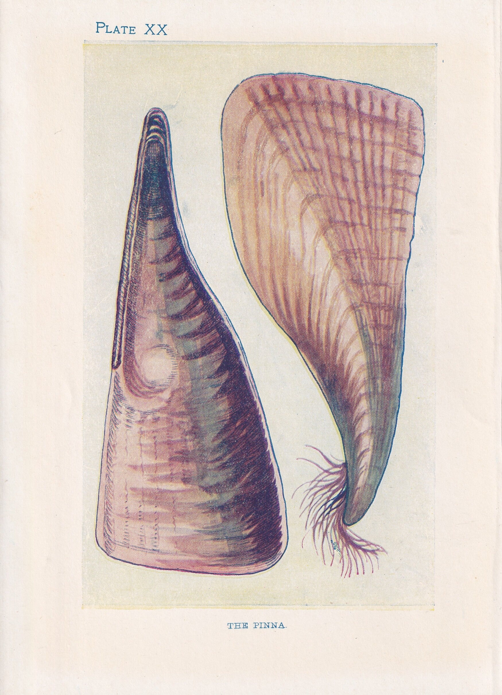 1907 PINNA Print - Original Antique Marine Print - Sea Shells Print - Sea Life Print - 116 Years Old - 6.15 x 4.25 Inches