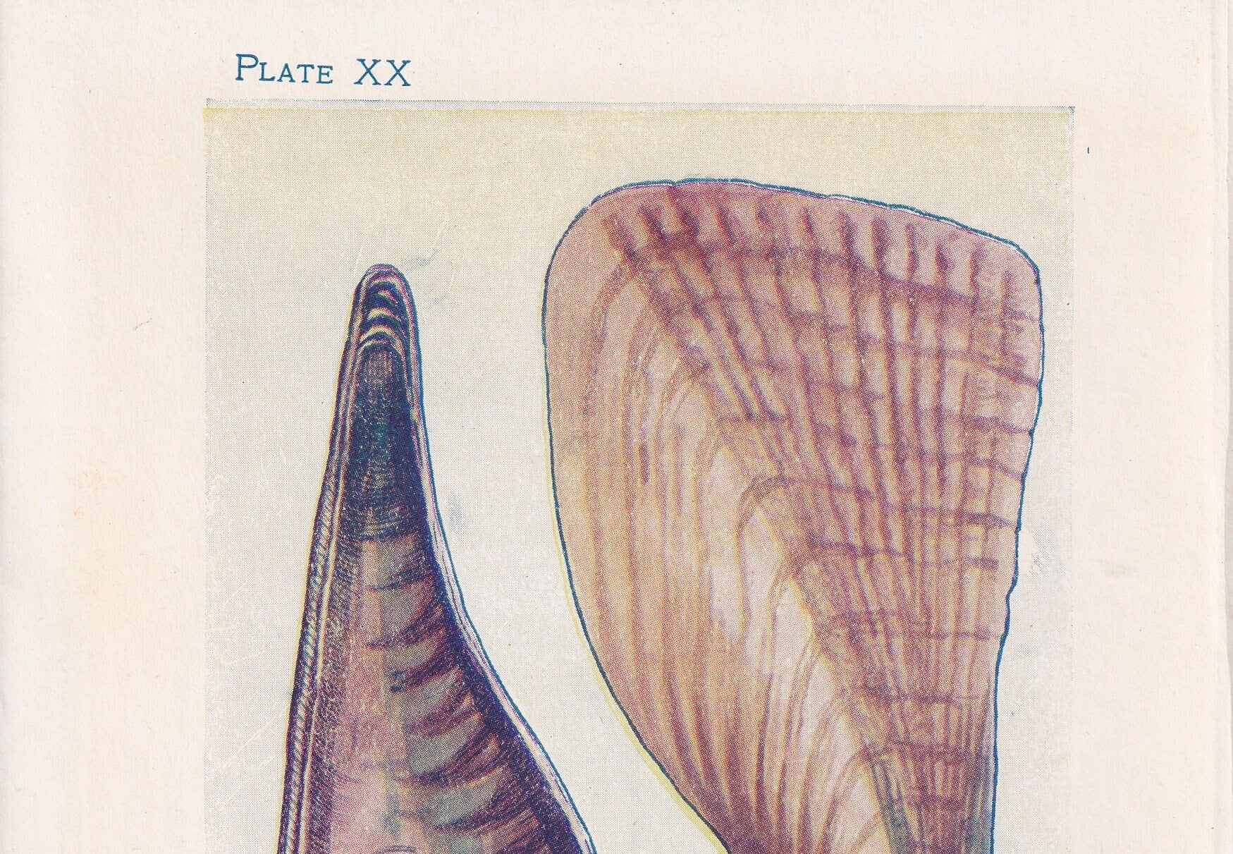 1907 PINNA Print - Original Antique Marine Print - Sea Shells Print - Sea Life Print - 116 Years Old - 6.15 x 4.25 Inches