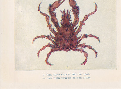 1907 SPIDER CRAB Print - Original Antique Marine Print - Crab Print - Sea Life Print - 116 Years Old - 6.15 x 4.25 Inches