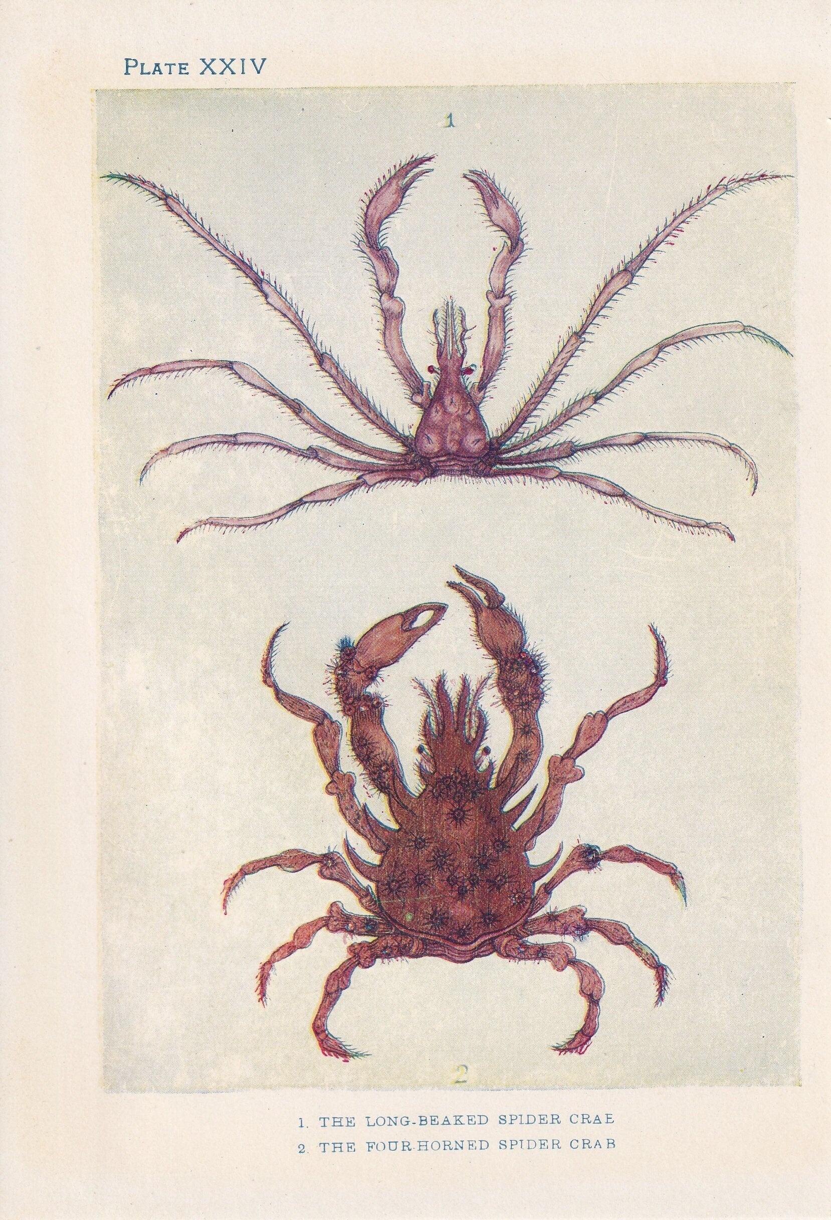 1907 SPIDER CRAB Print - Original Antique Marine Print - Crab Print - Sea Life Print - 116 Years Old - 6.15 x 4.25 Inches