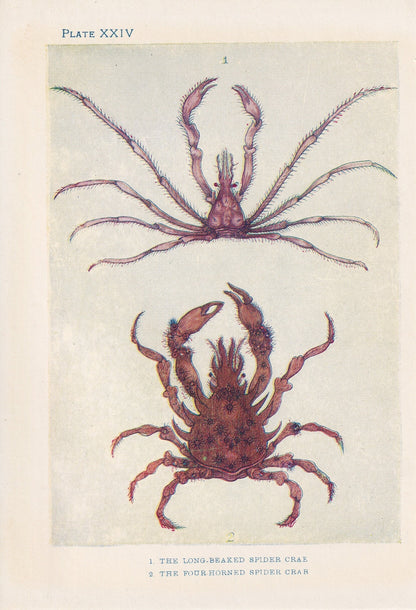 1907 SPIDER CRAB Print - Original Antique Marine Print - Crab Print - Sea Life Print - 116 Years Old - 6.15 x 4.25 Inches
