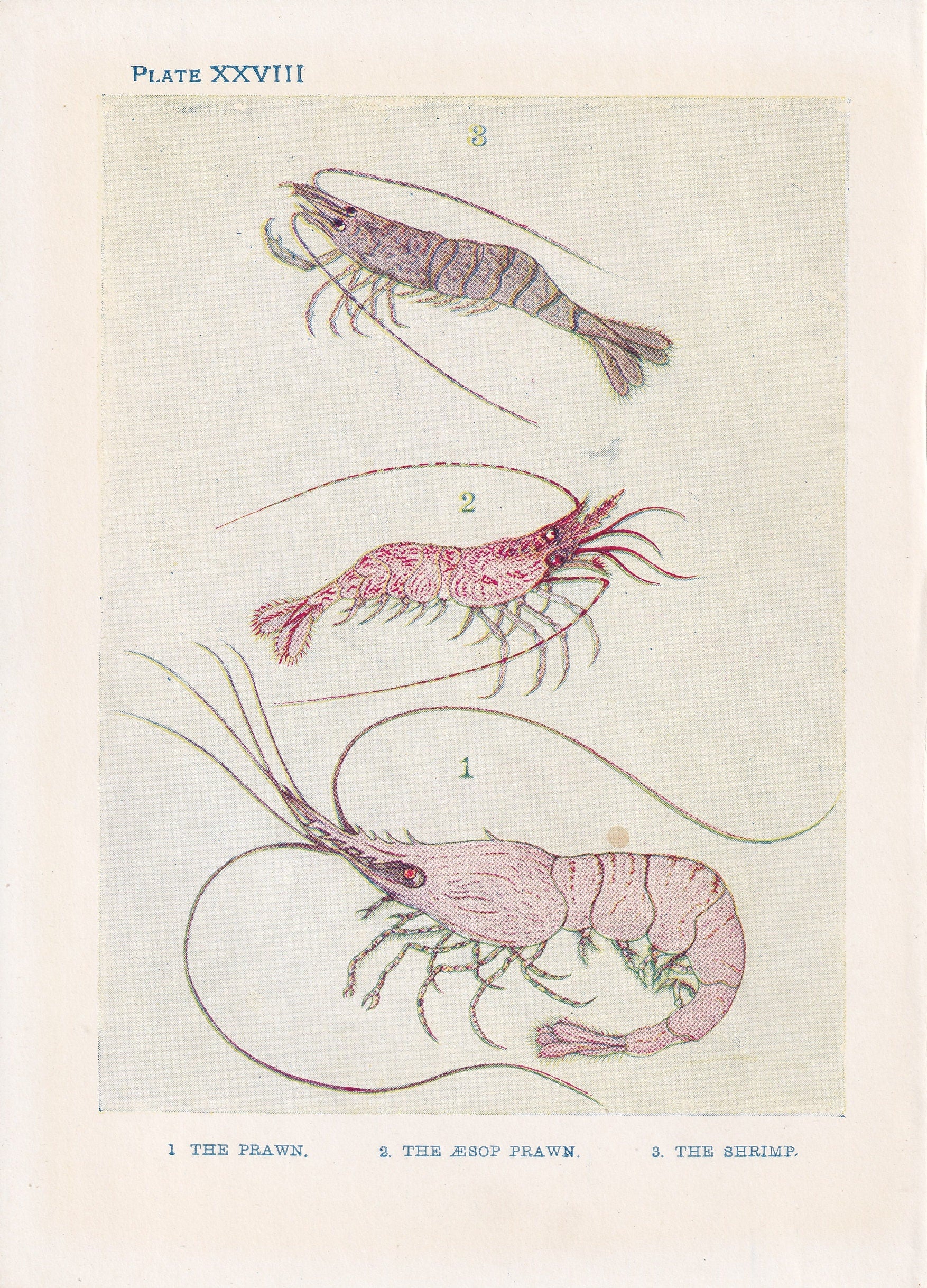 1907 SHRIMP Print - Original Antique Marine Print - Shrimp Wall Art - Sea Life Print - 116 Years Old - 6.15 x 4.25 Inches