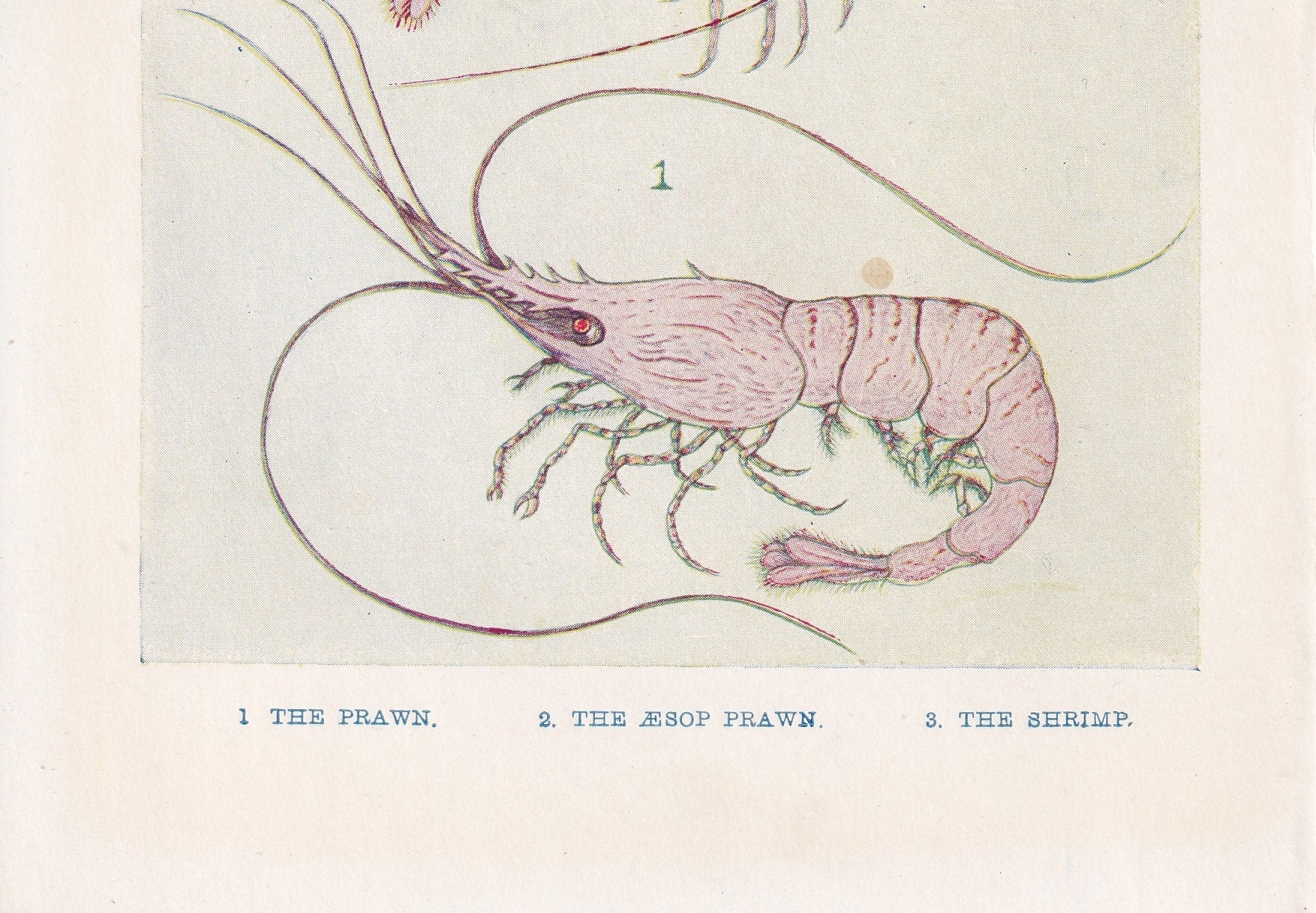 1907 SHRIMP Print - Original Antique Marine Print - Shrimp Wall Art - Sea Life Print - 116 Years Old - 6.15 x 4.25 Inches
