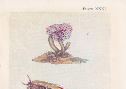 1907 SEA MOUSE & SABELLA Print - Original Antique Marine Print - Sea Life Print - 116 Years Old - 6.15 x 4.25 Inches