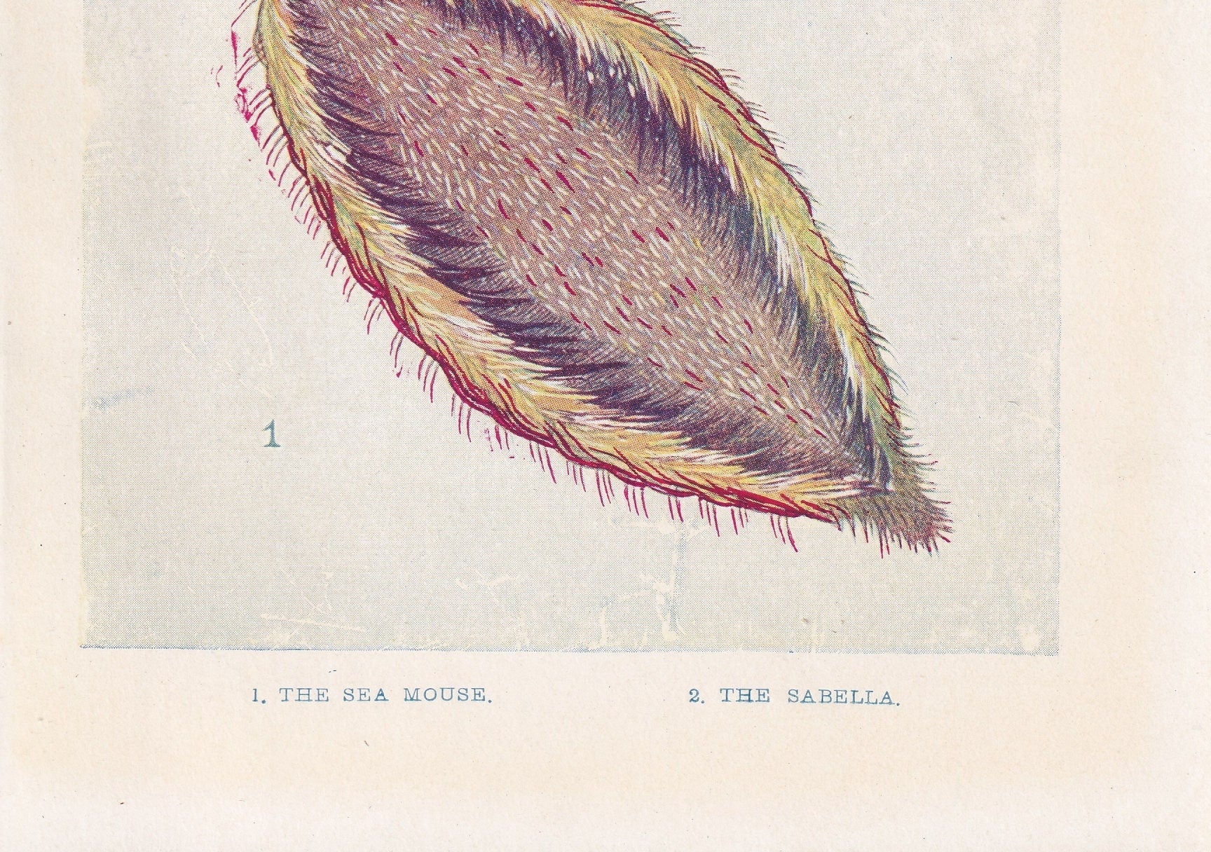 1907 SEA MOUSE & SABELLA Print - Original Antique Marine Print - Sea Life Print - 116 Years Old - 6.15 x 4.25 Inches