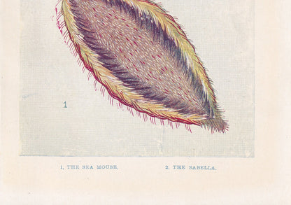 1907 SEA MOUSE & SABELLA Print - Original Antique Marine Print - Sea Life Print - 116 Years Old - 6.15 x 4.25 Inches