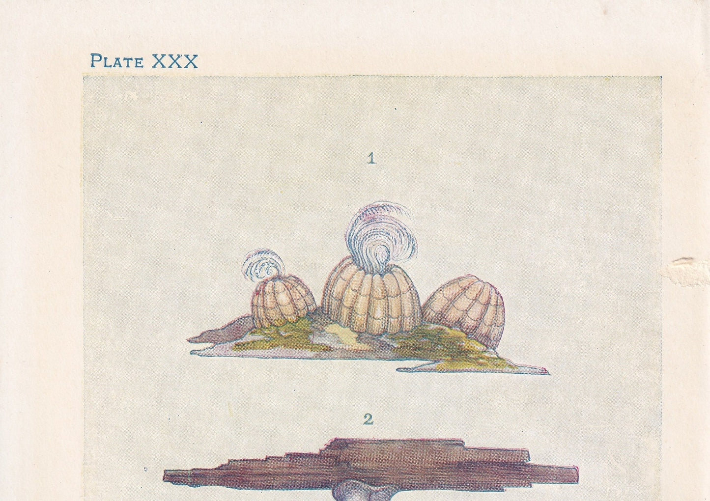 1907 BARNACLE SHELLS Print - Original Antique Marine Print - Sea Shells Print - Sea Life Print - 116 Years Old - 6.15 x 4.25 Inches