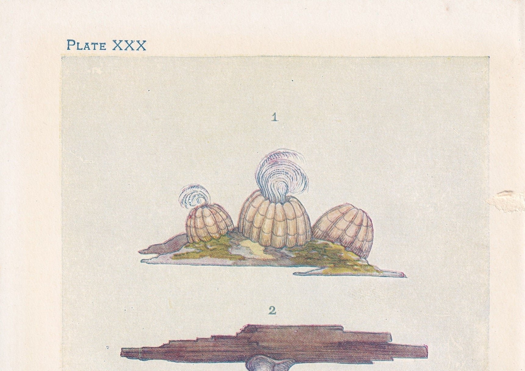 1907 BARNACLE SHELLS Print - Original Antique Marine Print - Sea Shells Print - Sea Life Print - 116 Years Old - 6.15 x 4.25 Inches