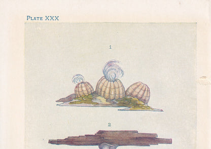 1907 BARNACLE SHELLS Print - Original Antique Marine Print - Sea Shells Print - Sea Life Print - 116 Years Old - 6.15 x 4.25 Inches