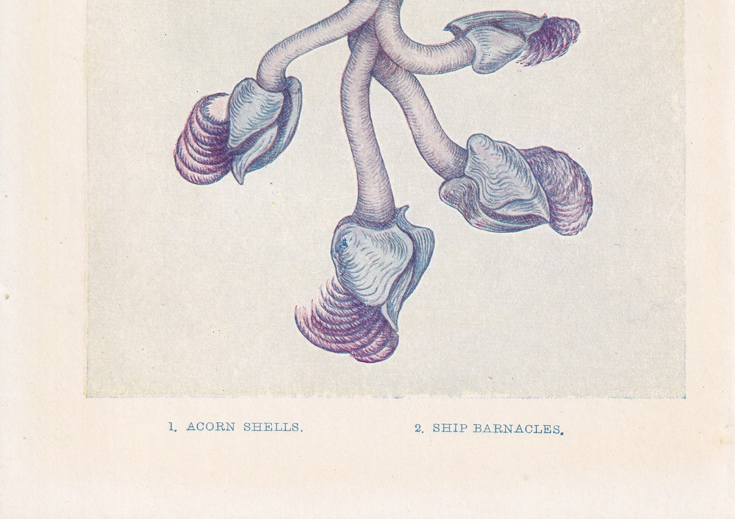 1907 BARNACLE SHELLS Print - Original Antique Marine Print - Sea Shells Print - Sea Life Print - 116 Years Old - 6.15 x 4.25 Inches