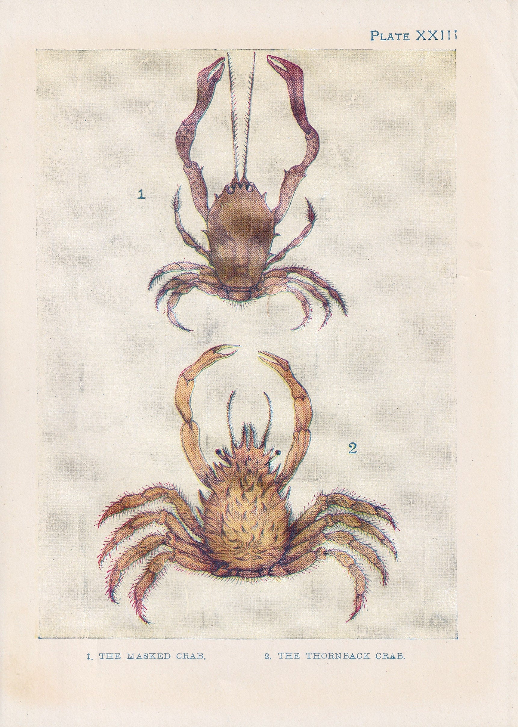 1907 CRAB Print - Original Antique Marine Print - Crab Wall Art - Sea Life Print - 116 Years Old - 6.15 x 4.25 Inches