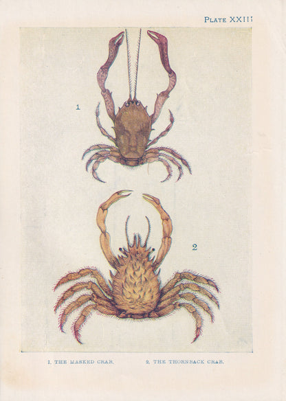 1907 CRAB Print - Original Antique Marine Print - Crab Wall Art - Sea Life Print - 116 Years Old - 6.15 x 4.25 Inches