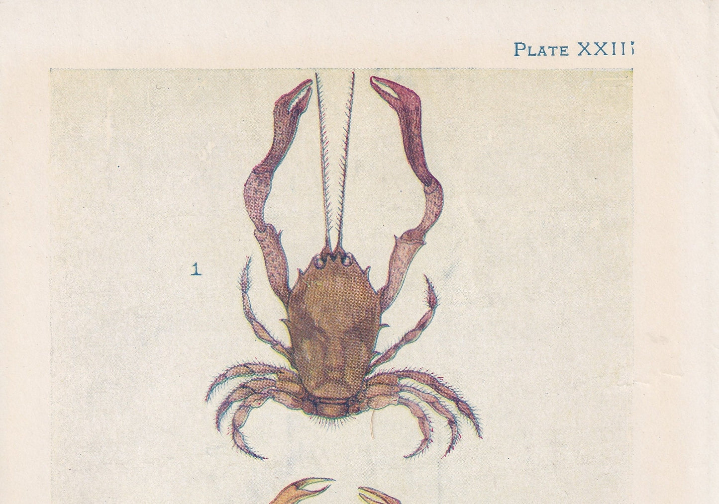 1907 CRAB Print - Original Antique Marine Print - Crab Wall Art - Sea Life Print - 116 Years Old - 6.15 x 4.25 Inches