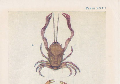 1907 CRAB Print - Original Antique Marine Print - Crab Wall Art - Sea Life Print - 116 Years Old - 6.15 x 4.25 Inches