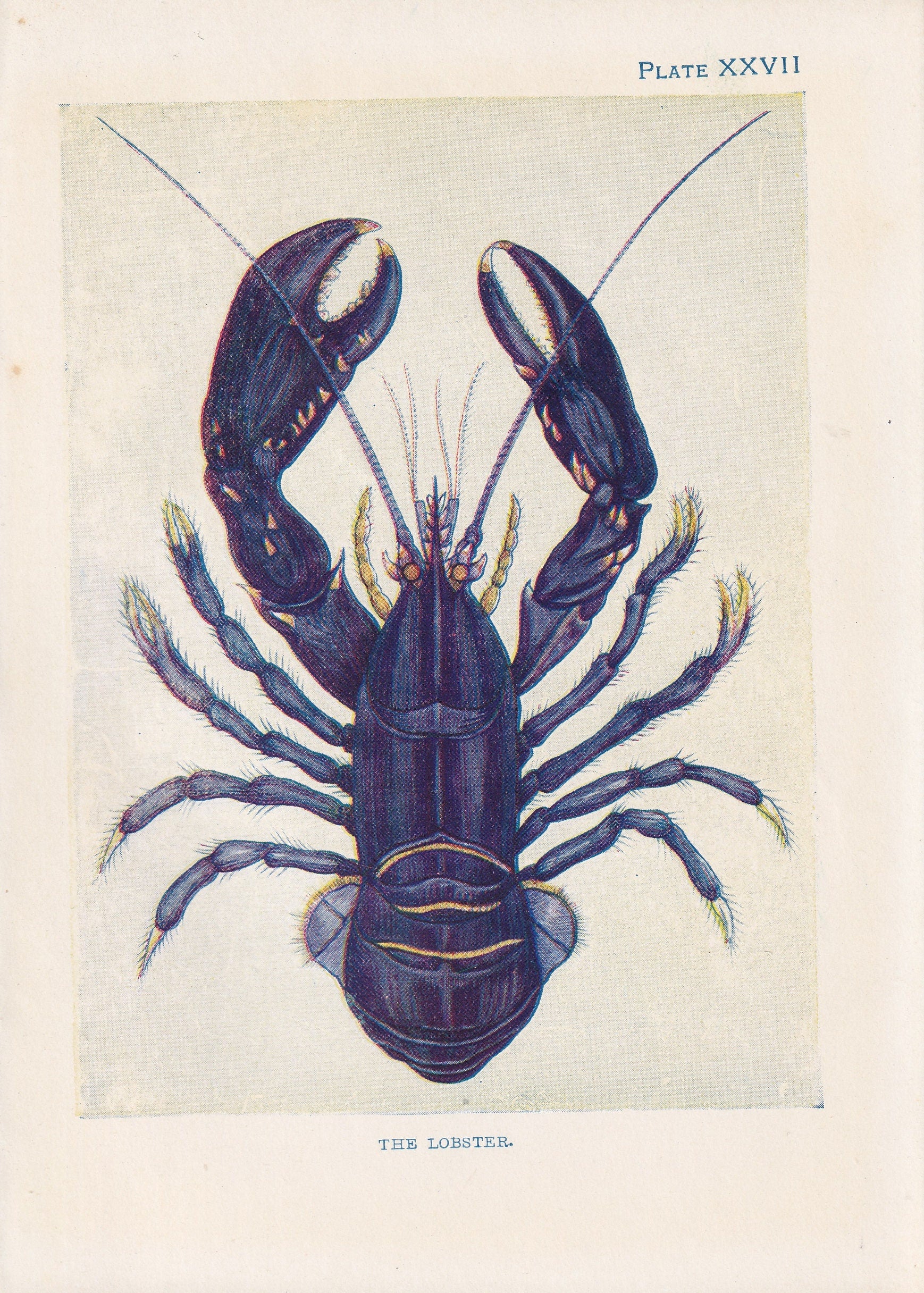 1907 BLUE LOBSTER Print - Original Antique Marine Print - Lobster Wall Art - Sea Life Print - 116 Years Old - 6.15 x 4.25 Inches