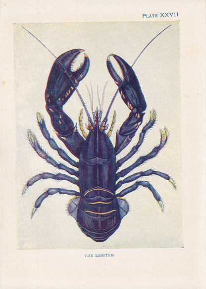 1907 BLUE LOBSTER Print - Original Antique Marine Print - Lobster Wall Art - Sea Life Print - 116 Years Old - 6.15 x 4.25 Inches