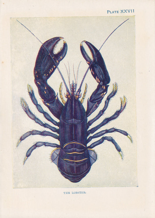 1907 BLUE LOBSTER Print - Original Antique Marine Print - Lobster Wall Art - Sea Life Print - 116 Years Old - 6.15 x 4.25 Inches