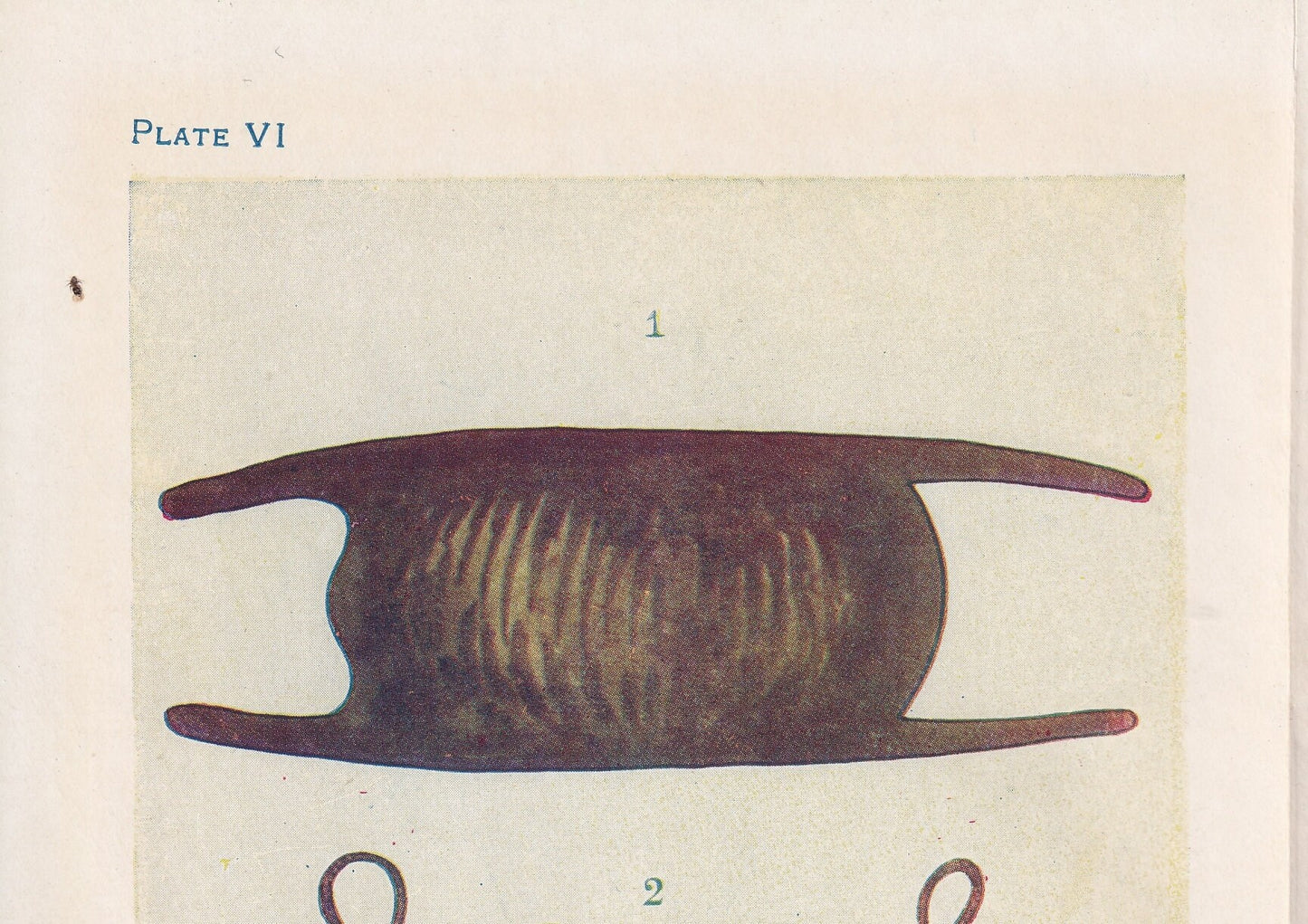 1907 SKATE & DOGFISH EGGS Print - Original Antique Marine Print - Crab Wall Art - Sea Life Print - 116 Years Old - 6.15 x 4.25 Inches