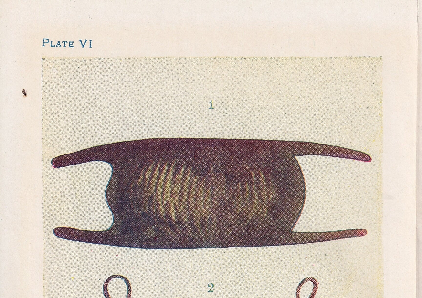 1907 SKATE & DOGFISH EGGS Print - Original Antique Marine Print - Crab Wall Art - Sea Life Print - 116 Years Old - 6.15 x 4.25 Inches