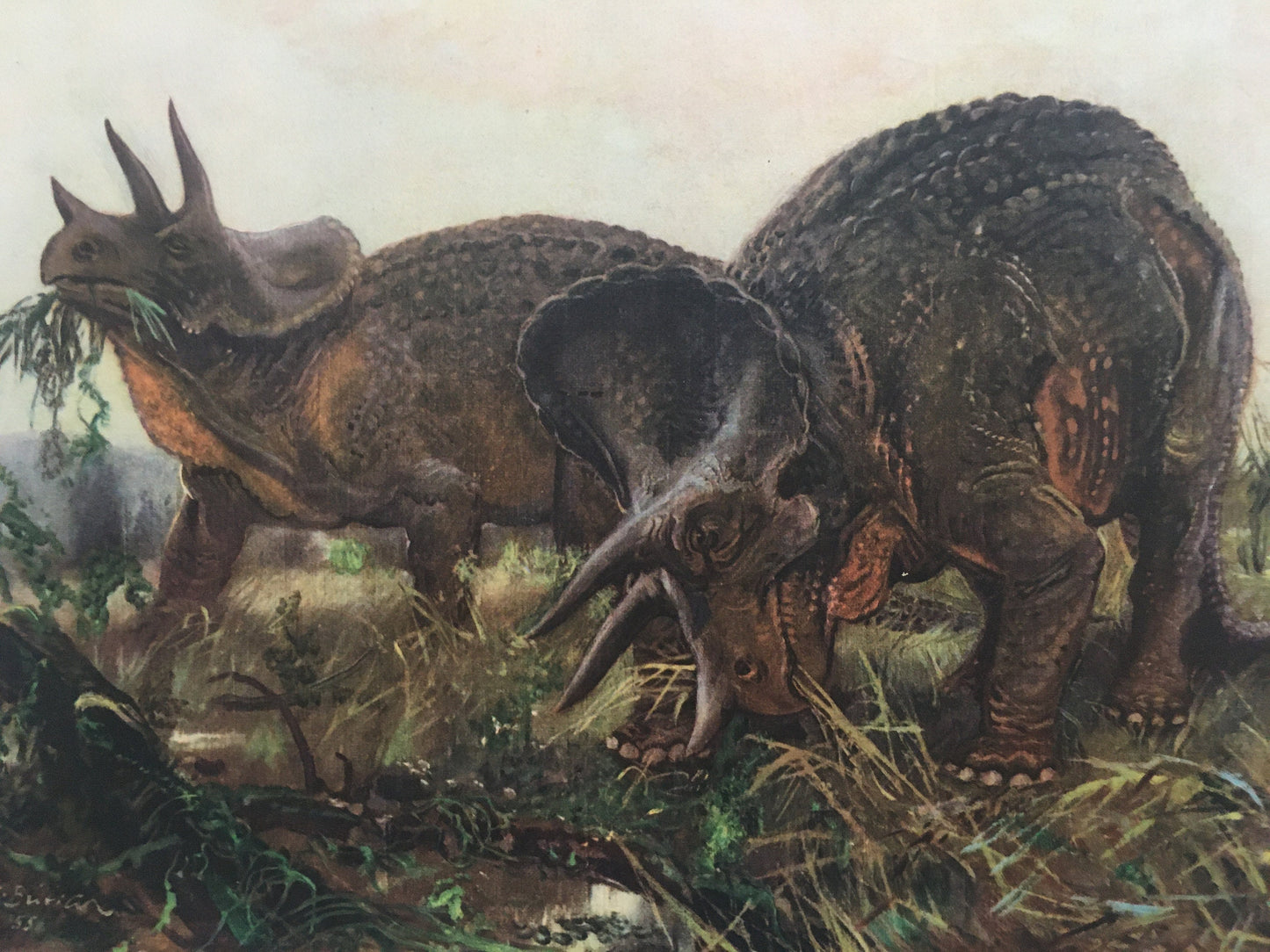 1960 TRICERATOPS DINOSAUR Print - Prehistoric Animals Print - Paleoart - Dinosaur Decoration - 63 Years Old - 13.5 x 9.75 Inches