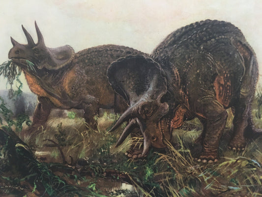 1960 TRICERATOPS DINOSAUR Print - Prehistoric Animals Print - Paleoart - Dinosaur Decoration - 63 Years Old - 13.5 x 9.75 Inches