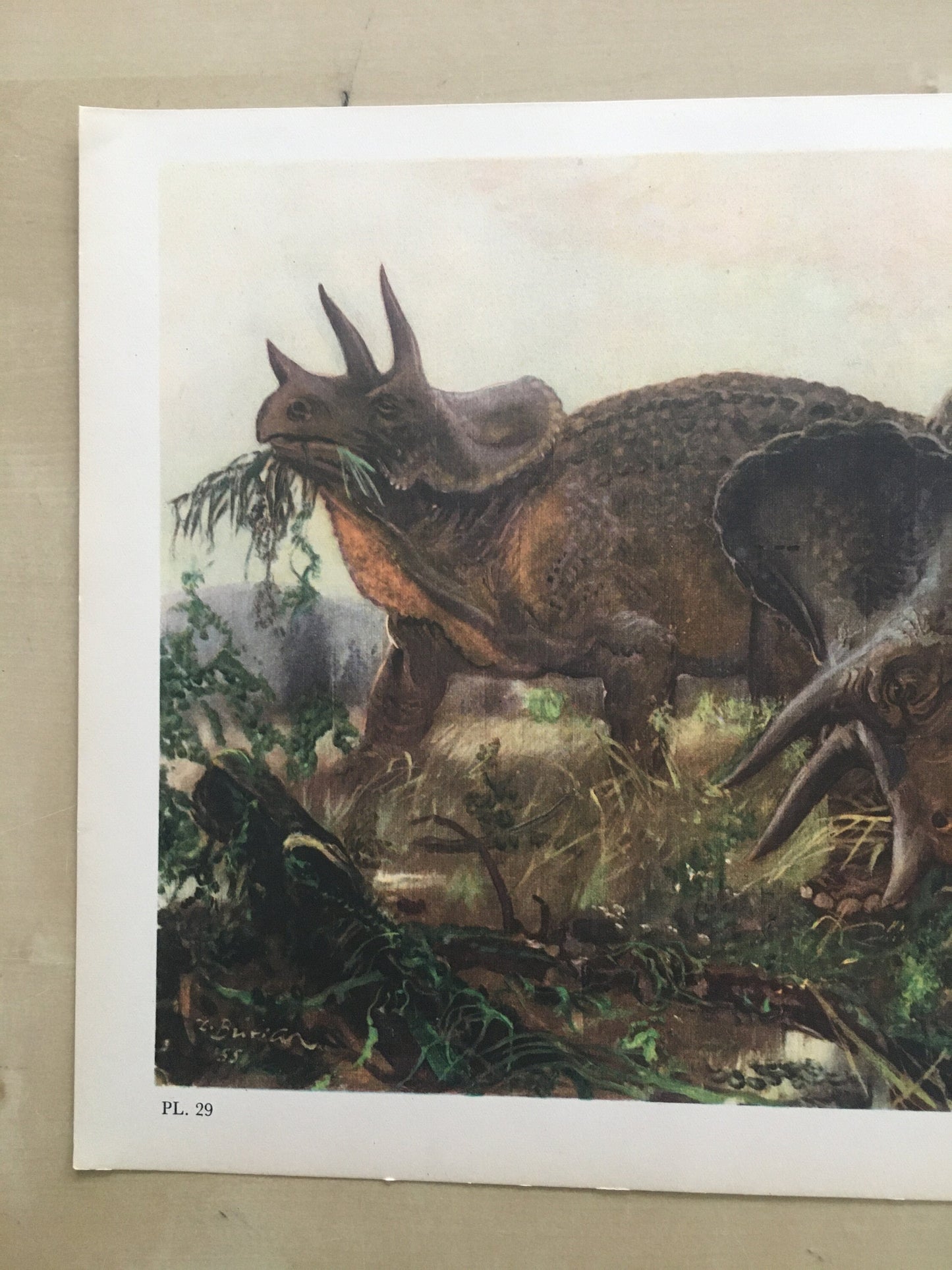1960 TRICERATOPS DINOSAUR Print - Prehistoric Animals Print - Paleoart - Dinosaur Decoration - 63 Years Old - 13.5 x 9.75 Inches