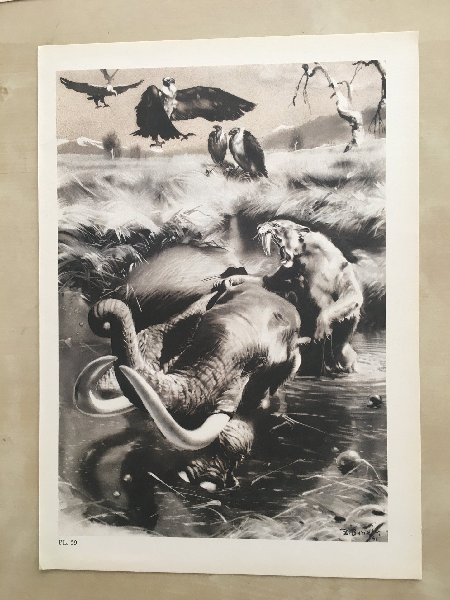 1960 SMILODON vs MAMMOTH Print - Prehistoric Animals Print - Paleoart - Sabre-Toothed Tiger - 63 Years Old - 13.5 x 9.75 Inches