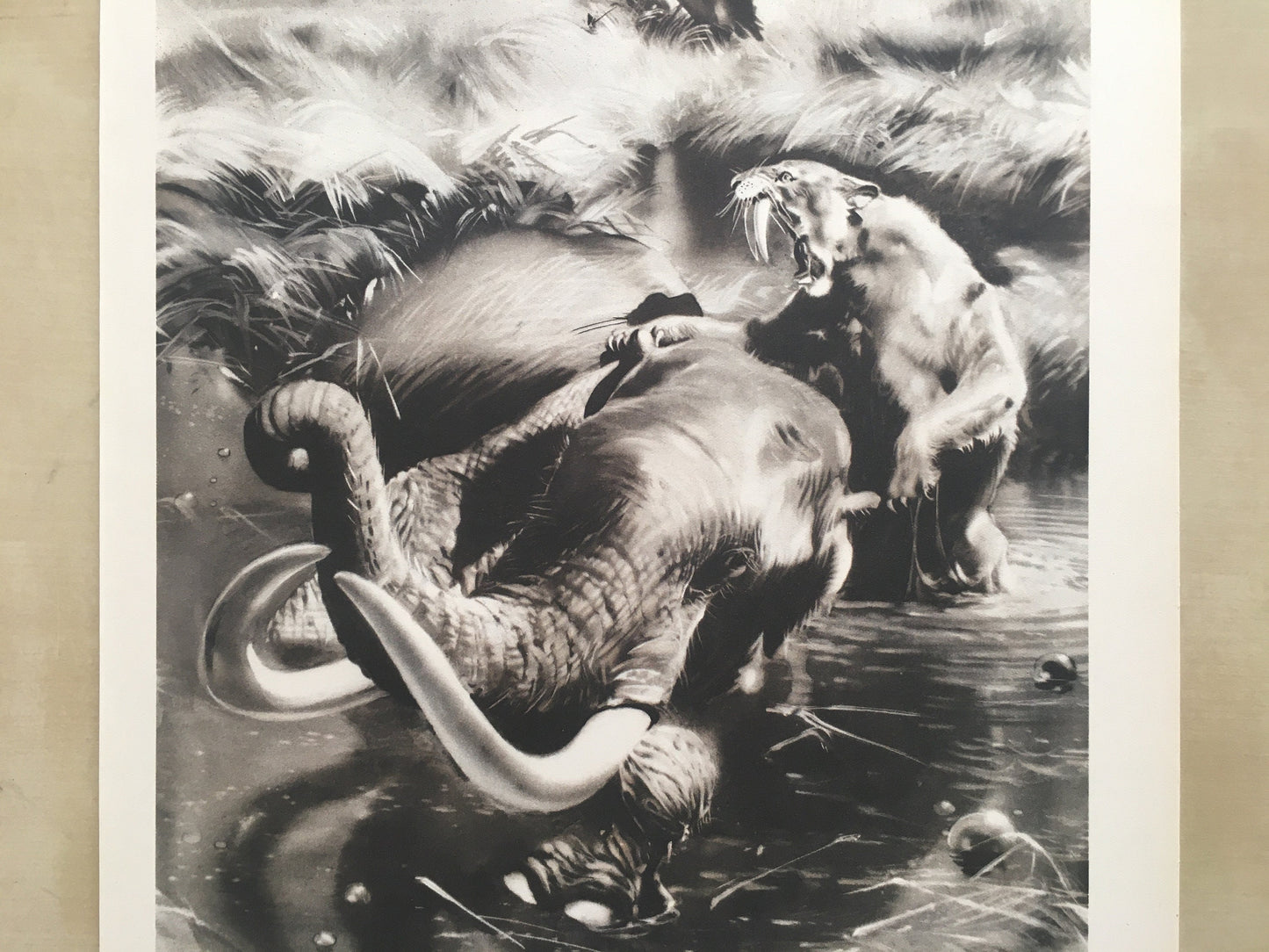 1960 SMILODON vs MAMMOTH Print - Prehistoric Animals Print - Paleoart - Sabre-Toothed Tiger - 63 Years Old - 13.5 x 9.75 Inches