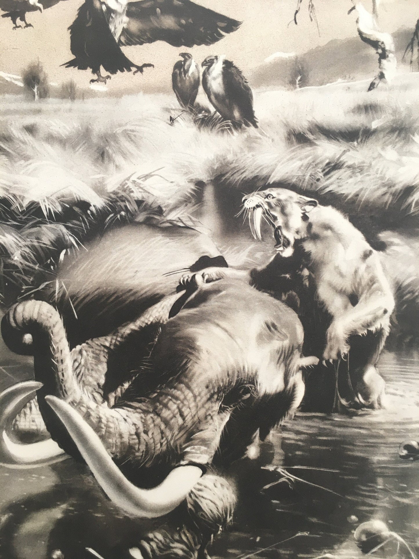1960 SMILODON vs MAMMOTH Print - Prehistoric Animals Print - Paleoart - Sabre-Toothed Tiger - 63 Years Old - 13.5 x 9.75 Inches