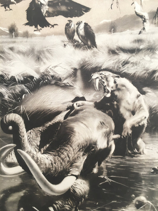 1960 SMILODON vs MAMMOTH Print - Prehistoric Animals Print - Paleoart - Sabre-Toothed Tiger - 63 Years Old - 13.5 x 9.75 Inches