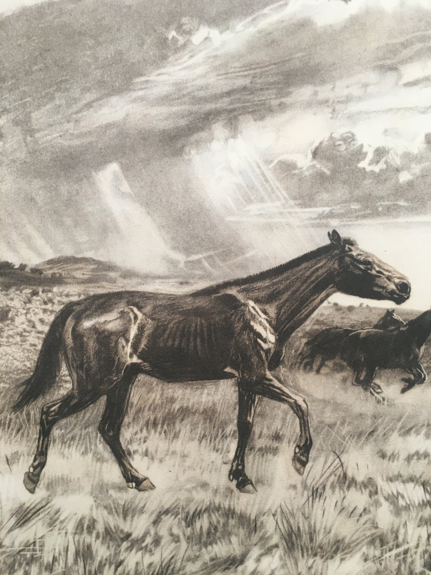 1960 MERYCHIPPUS Print - Prehistoric Animals Print - Paleoart - Eocene Horse - 63 Years Old - 13.5 x 9.75 Inches