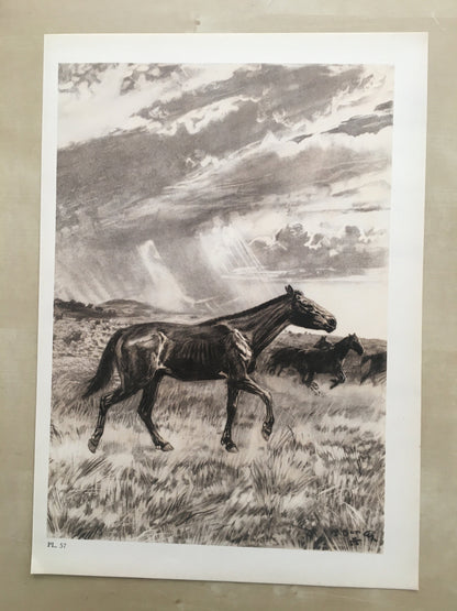 1960 MERYCHIPPUS Print - Prehistoric Animals Print - Paleoart - Eocene Horse - 63 Years Old - 13.5 x 9.75 Inches