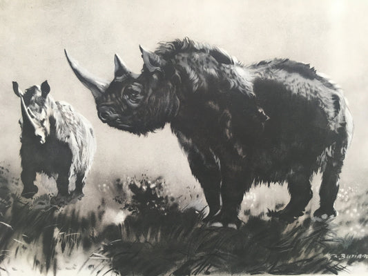 1960 WOOLLY RHINOCEROS Print - Prehistoric Animals Print - Paleoart - Woolly Mammoth - 63 Years Old - 13.5 x 9.75 Inches