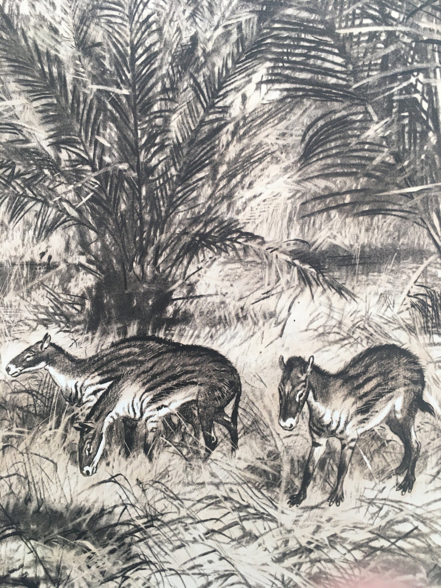 1960 EOHIPPUS Print - Prehistoric Animals Print - Paleoart - Eocene Horse - Eohippus Art - 63 Years Old - 13.5 x 9.75 Inches