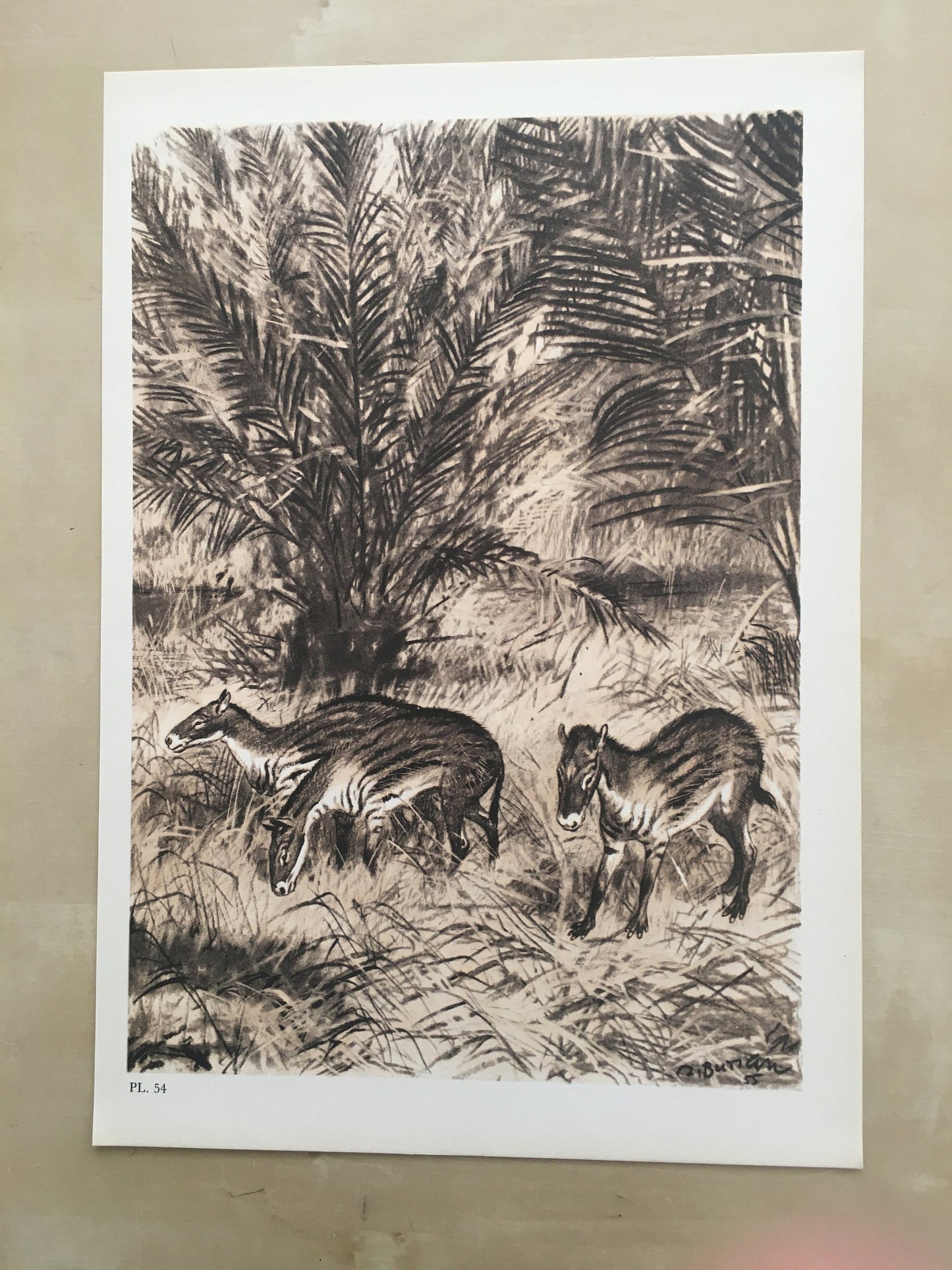 1960 EOHIPPUS Print - Prehistoric Animals Print - Paleoart - Eocene Horse - Eohippus Art - 63 Years Old - 13.5 x 9.75 Inches