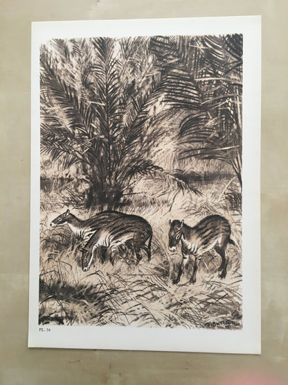 1960 EOHIPPUS Print - Prehistoric Animals Print - Paleoart - Eocene Horse - Eohippus Art - 63 Years Old - 13.5 x 9.75 Inches
