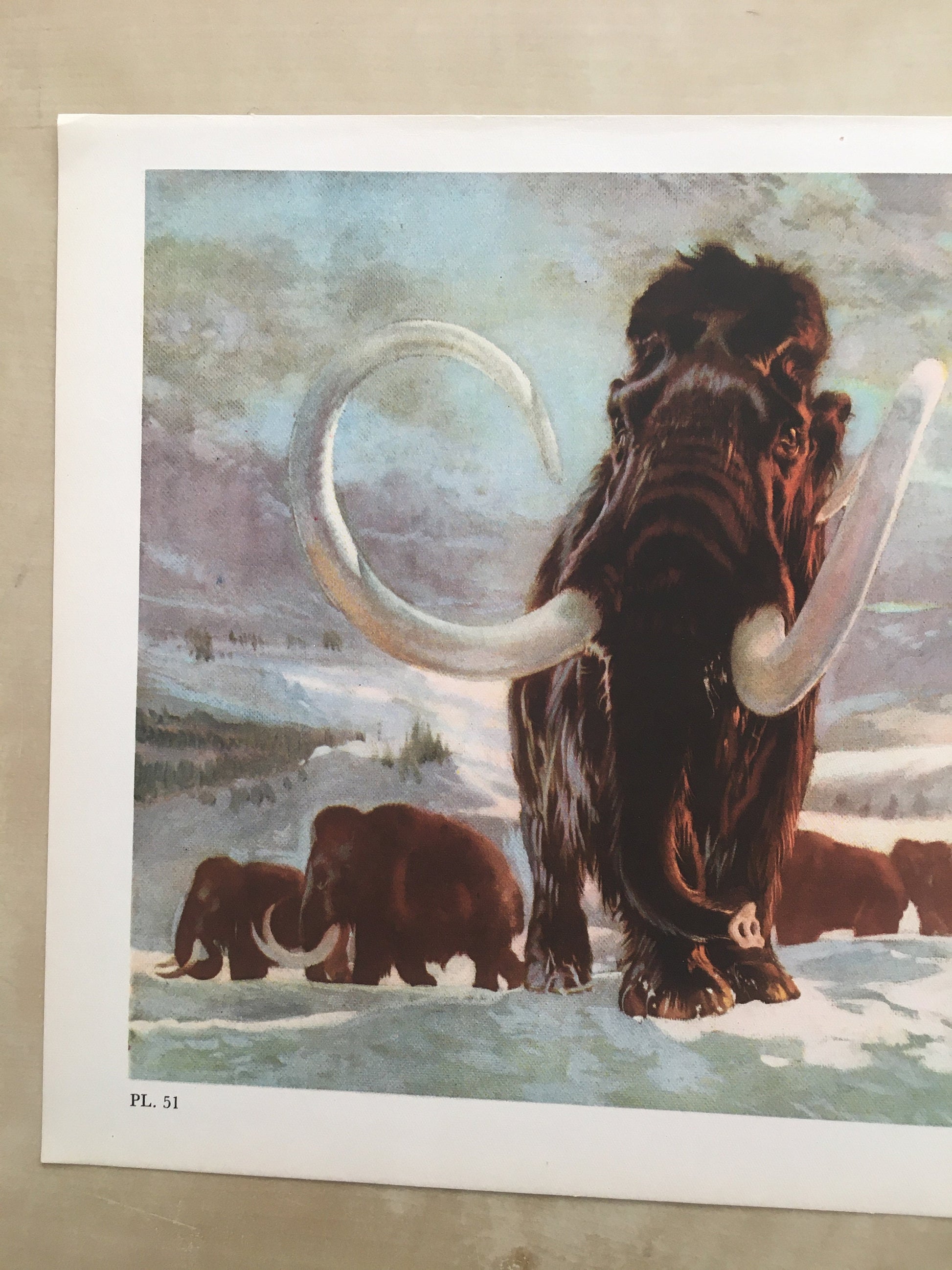 1960 WOOLLY MAMMOTH Print - Prehistoric Animals Print - Paleoart - Mammoth Wall Art - 63 Years Old - 13.5 x 9.75 Inches