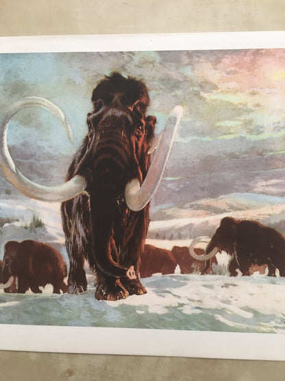 1960 WOOLLY MAMMOTH Print - Prehistoric Animals Print - Paleoart - Mammoth Wall Art - 63 Years Old - 13.5 x 9.75 Inches