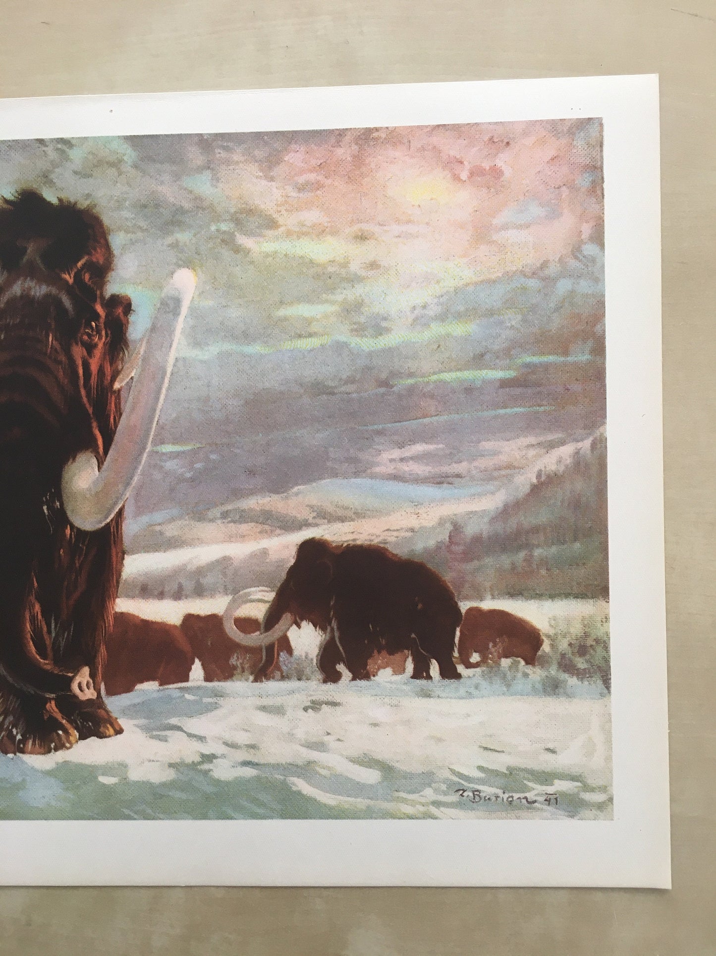 1960 WOOLLY MAMMOTH Print - Prehistoric Animals Print - Paleoart - Mammoth Wall Art - 63 Years Old - 13.5 x 9.75 Inches