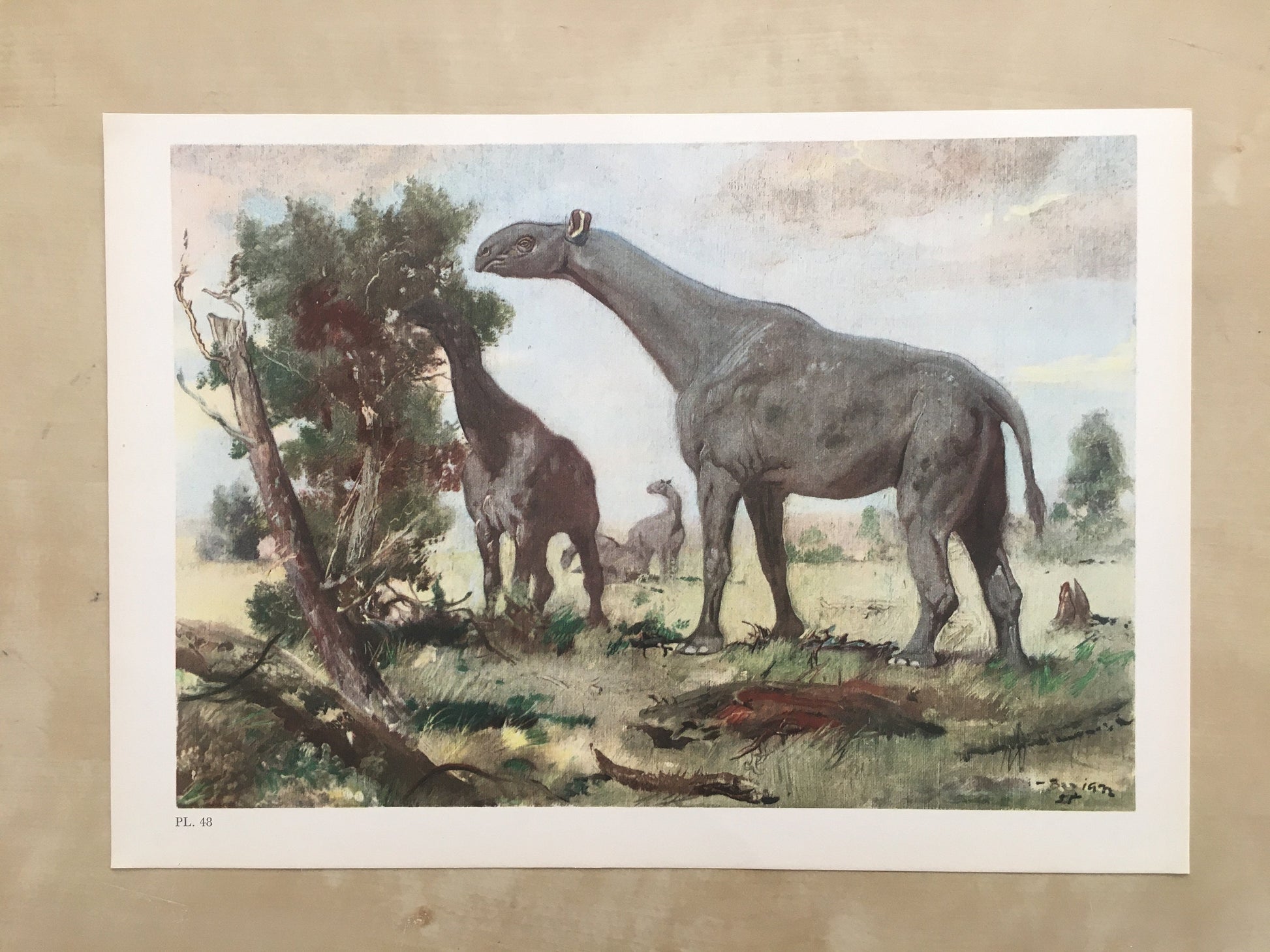 1960 INDRICOTHERIUM Print - Prehistoric Animals Print - Paleoart - Cave Man Art - Hornless Rhino - 63 Years Old - 13.5 x 9.75 Inches