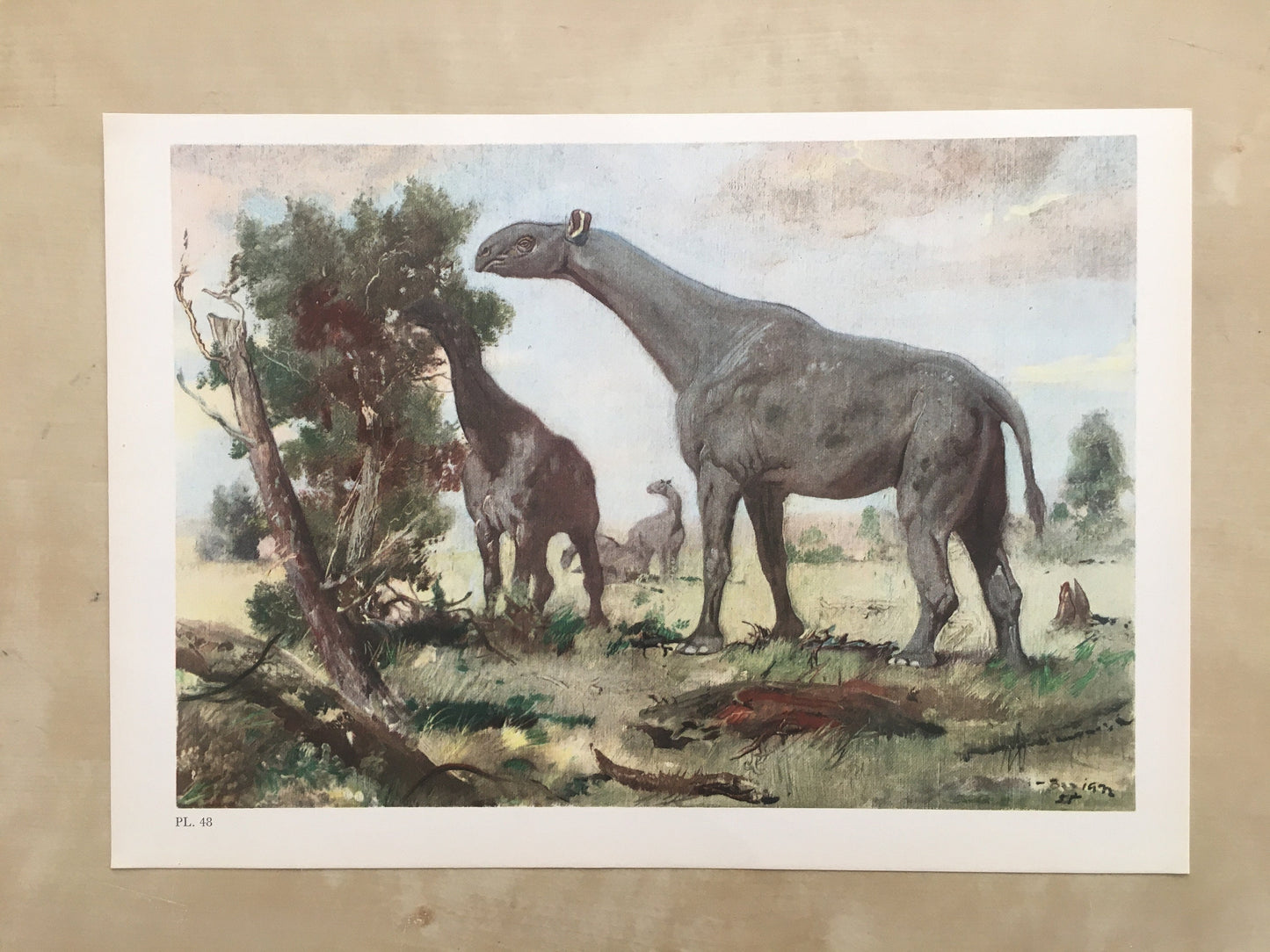 1960 INDRICOTHERIUM Print - Prehistoric Animals Print - Paleoart - Cave Man Art - Hornless Rhino - 63 Years Old - 13.5 x 9.75 Inches