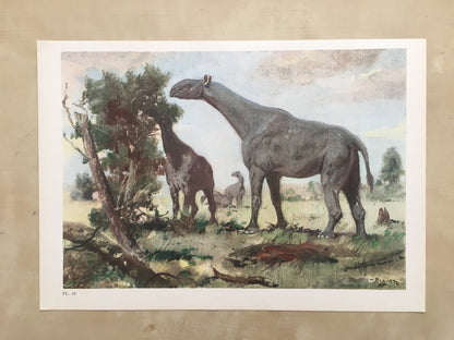 1960 INDRICOTHERIUM Print - Prehistoric Animals Print - Paleoart - Cave Man Art - Hornless Rhino - 63 Years Old - 13.5 x 9.75 Inches