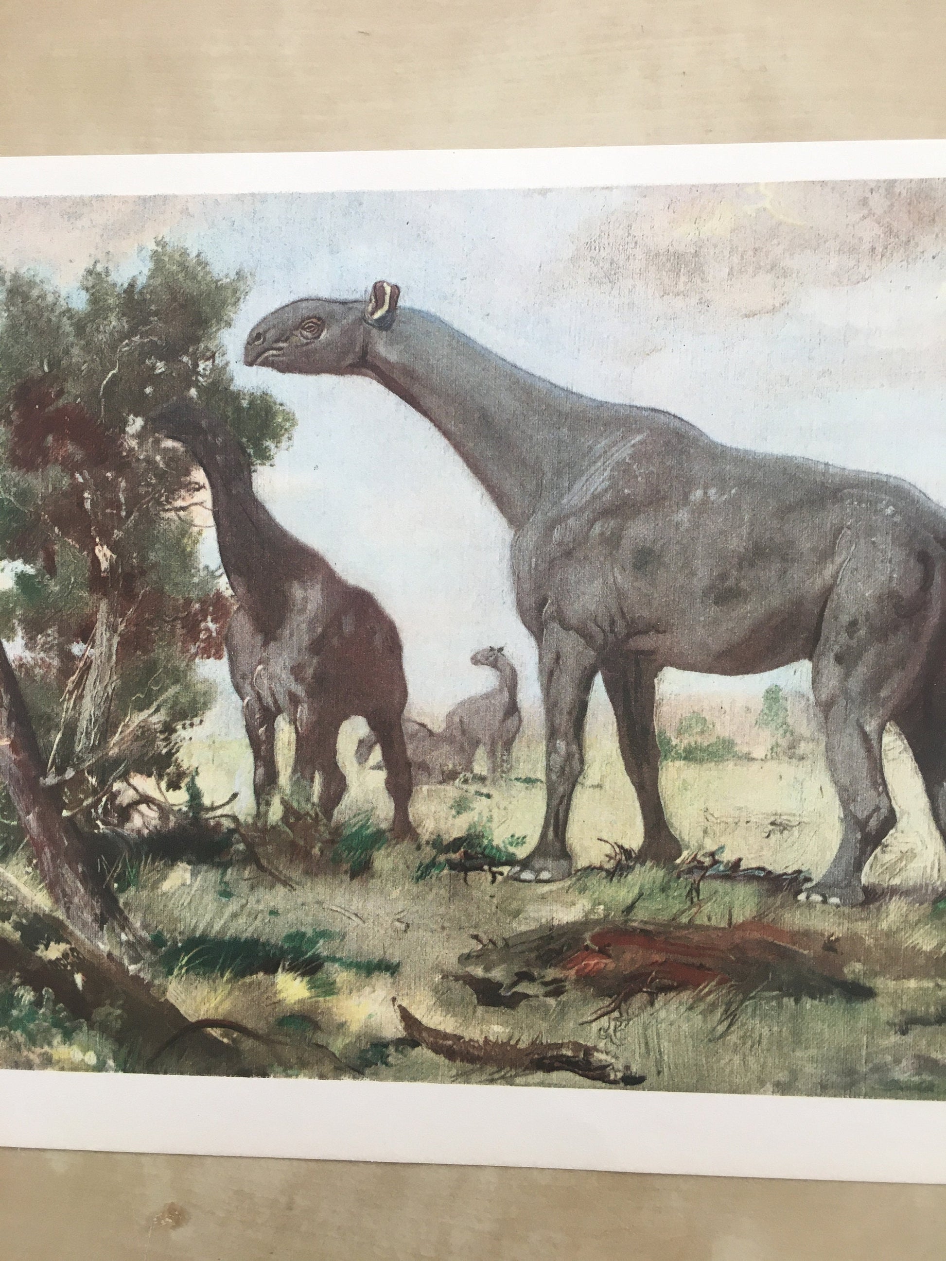 1960 INDRICOTHERIUM Print - Prehistoric Animals Print - Paleoart - Cave Man Art - Hornless Rhino - 63 Years Old - 13.5 x 9.75 Inches
