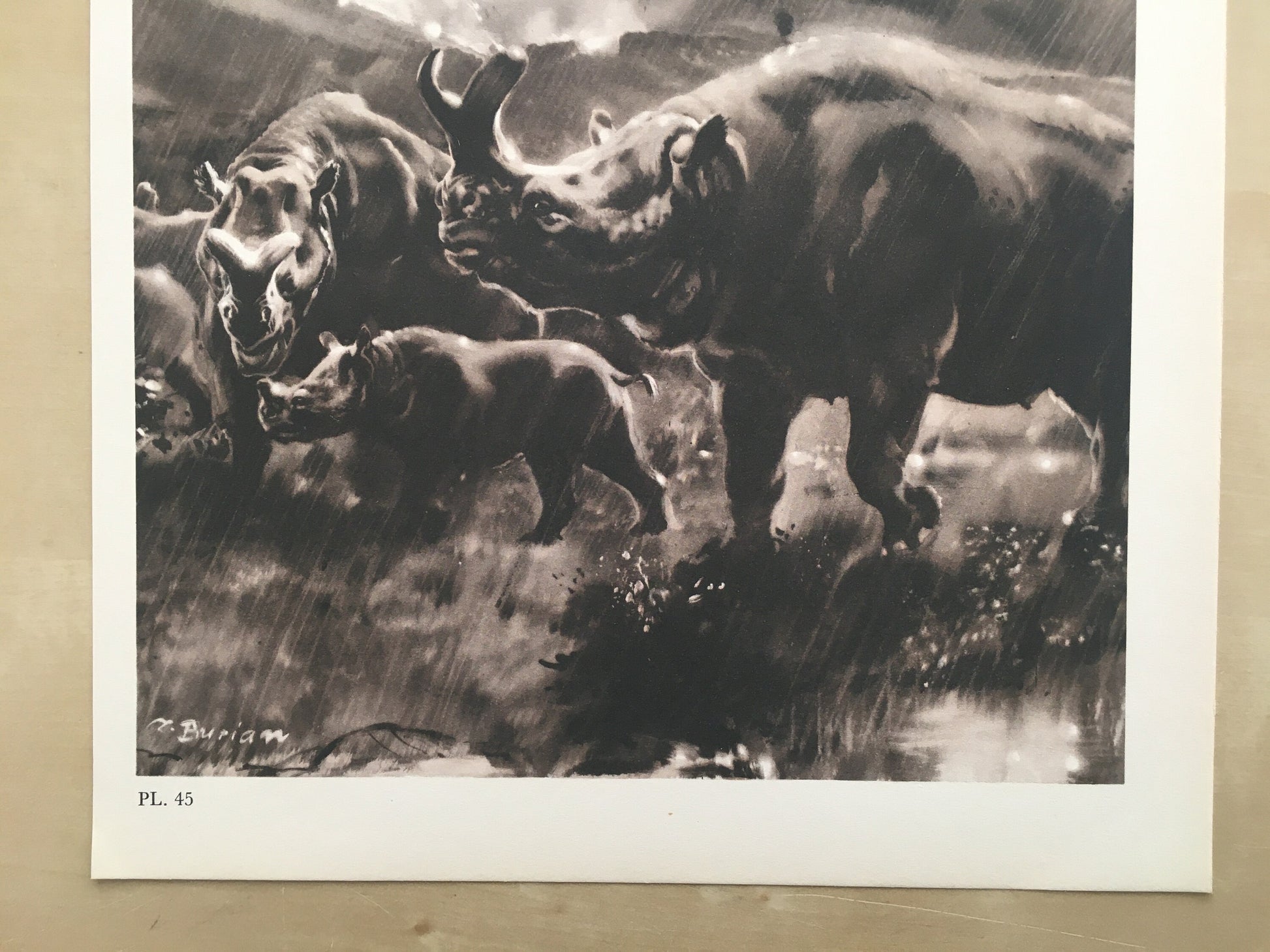 1960 MEGACEROPS Print - Prehistoric Animals Print - Paleoart - Paleontology Print - 63 Years Old - 13.5 x 9.75 Inches