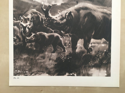 1960 MEGACEROPS Print - Prehistoric Animals Print - Paleoart - Paleontology Print - 63 Years Old - 13.5 x 9.75 Inches