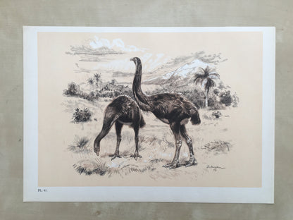 1960 GIANT MOA (DINORNIS) Print - Prehistoric Animals Print - Paleoart - Paleontology Print - Moa Bird - 63 Years Old - 13.5 x 9.75 Inches